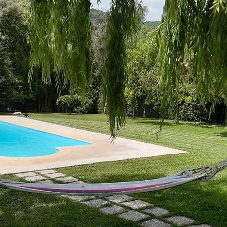 Gli Eucalipti_la Genziana E Il Sambuco *